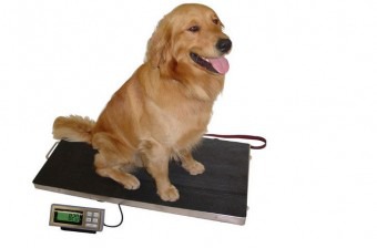 Scales for weighing animals